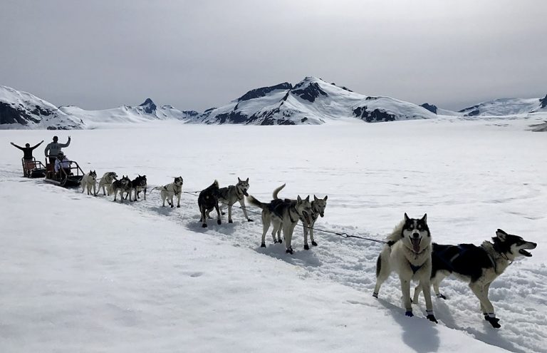 Dogs Sledding in Juneau Cruise Port